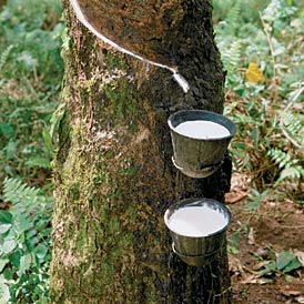 Latex Collection - First stage in Rubber Production Latex Collection - First stage in Rubber Production