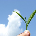 A Tea Leaf - Tea prices to rise in 2012